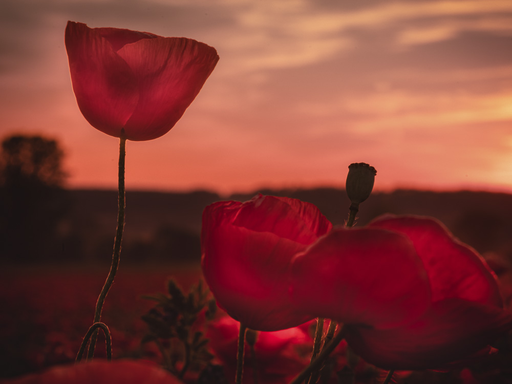 Platz 3 Anton Kienle